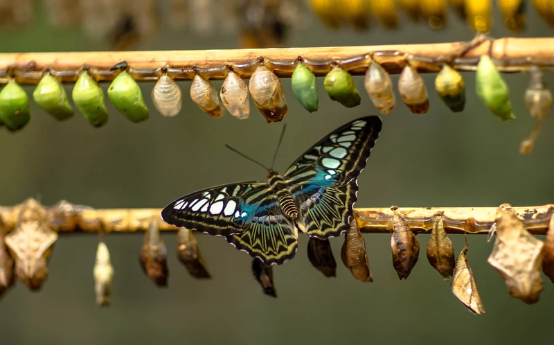 Change into a butterfly